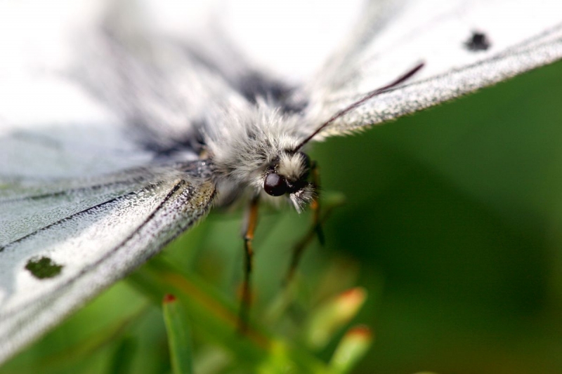 papillon_12