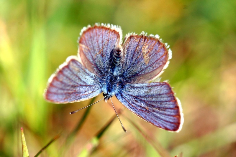 papillon_13