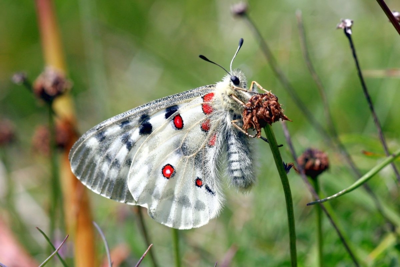 papillon_14