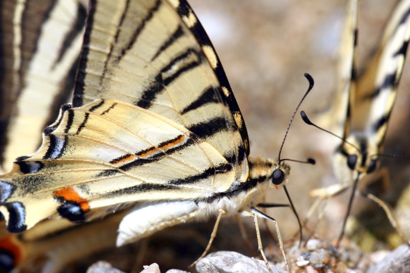 papillon_15