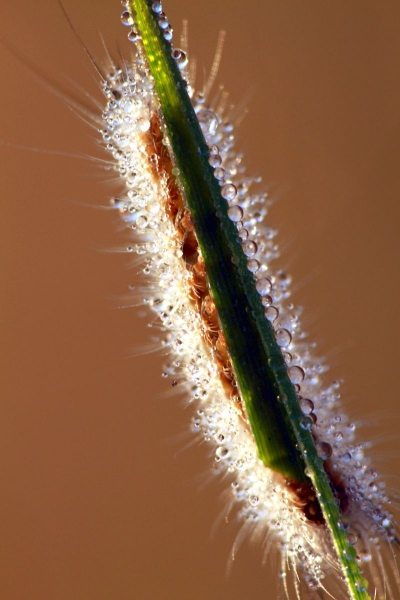 papillon_16