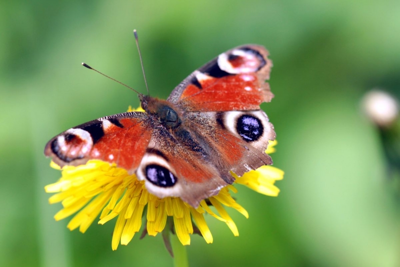 papillon_17