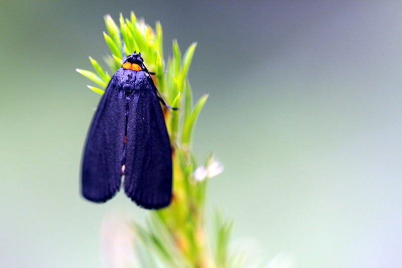 papillon_18