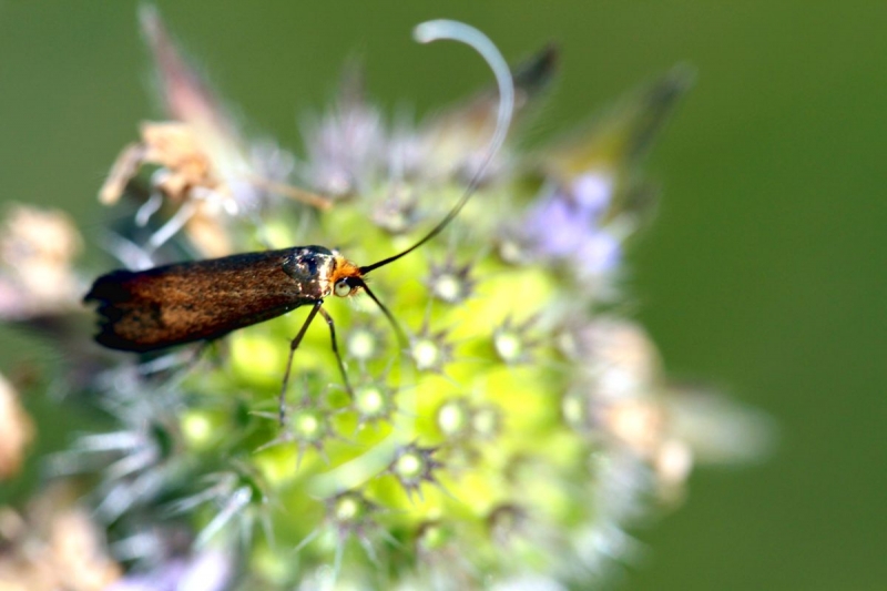 papillon_19