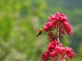 papillon_01