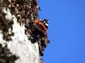papillon_05