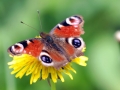 papillon_17