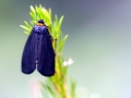 papillon_18