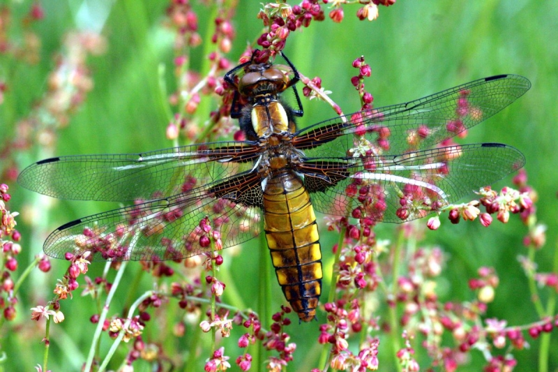 libellule_08