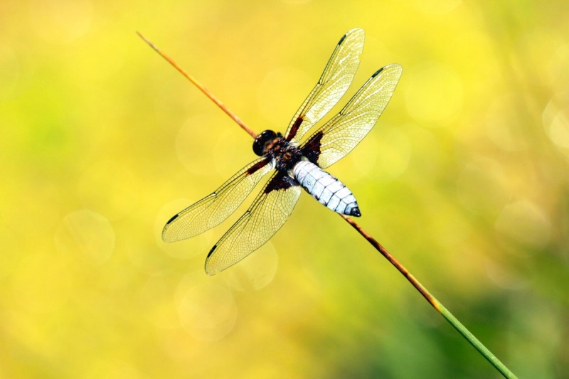 libellule_37