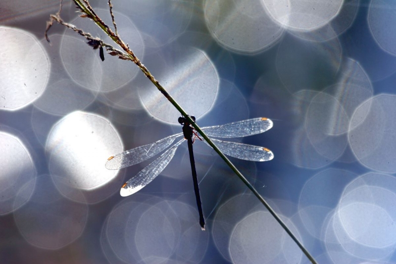 libellule_39