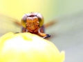 libellule_01