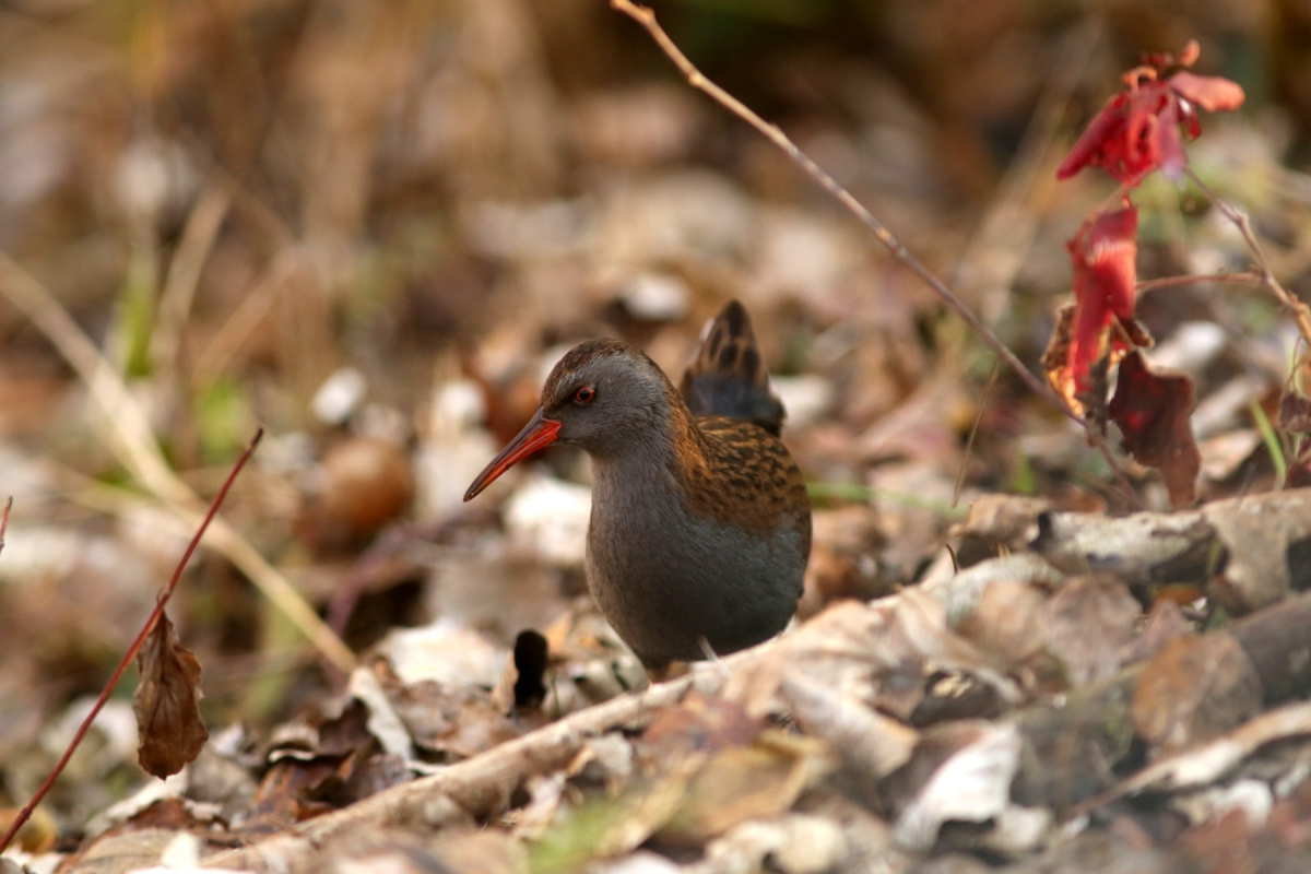 Râle d'eau - Rallus aquaticus - Water rail