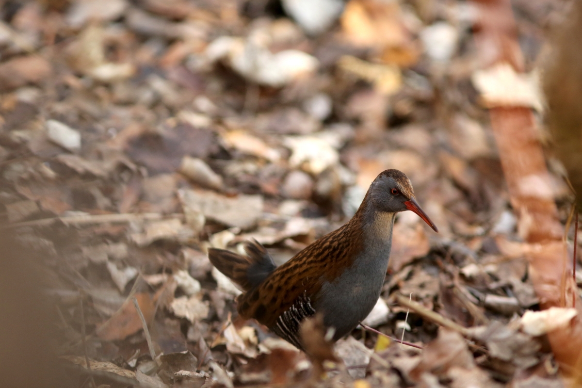 Râle d'eau - Rallus aquaticus - Water rail