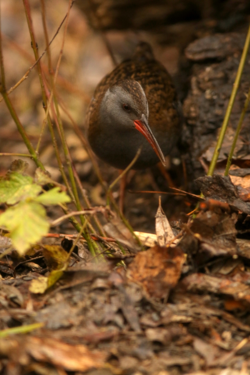 Râle d'eau - Rallus aquaticus - Water rail