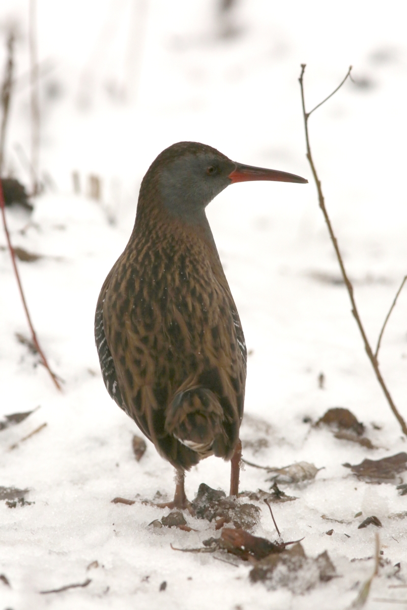 Râle d'eau - Rallus aquaticus - Water rail