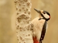 Pic épeiche - Dendrocopos major - Great spotted woodpecker