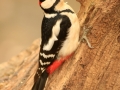 Pic épeiche - Dendrocopos major - Great spotted woodpecker