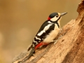 Pic épeiche - Dendrocopos major - Great spotted woodpecker