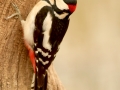 Pic épeiche - Dendrocopos major - Great spotted woodpecker