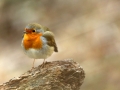 Rouge-gorge familier - Erithacus rubecula - European Robin