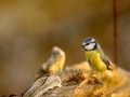 Mésange bleue - Cyanistes caeruleus - European Blue Tit