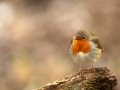 Rouge-gorge familier - Erithacus rubecula - European Robin