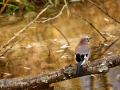 Geai des chênes - Garrulus glandarius - Eurasian Jay