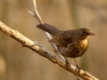 Merle noir - Turdus merula - Common Blackbird