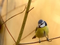 Mésange bleue - Cyanistes caeruleus - European Blue Tit