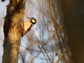 Pic épeiche - Dendrocopos major - Great spotted woodpecker