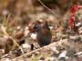 Râle d'eau - Rallus aquaticus - Water rail