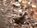 Râle d'eau - Rallus aquaticus - Water rail