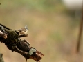 Mésange huppée - Lophophanes cristatus - European Crested Tit