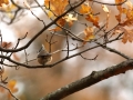 Mésange huppée - Lophophanes cristatus - European Crested Tit