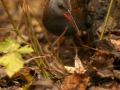 Râle d'eau - Rallus aquaticus - Water rail