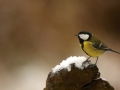 Mésange charbonnière - Parus major - Great Tit