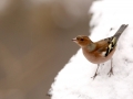 Pinson des arbres - Fringilla coelebs - Common Chaffinch