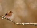 Pinson des arbres - Fringilla coelebs - Common Chaffinch