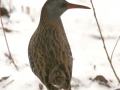 Râle d'eau - Rallus aquaticus - Water rail