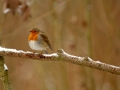 Rouge-gorge familier - Erithacus rubecula - European Robin