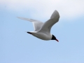 oiseau_04