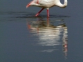 oiseau_16