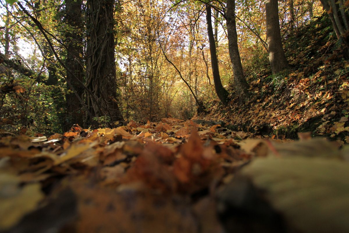 Prendre le chemin de l'automne