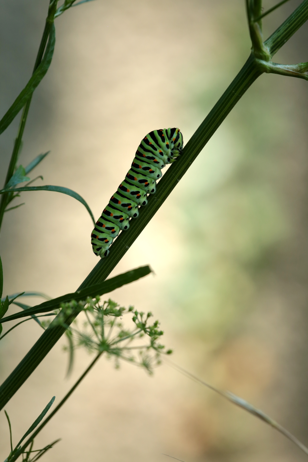 Chenille machaon