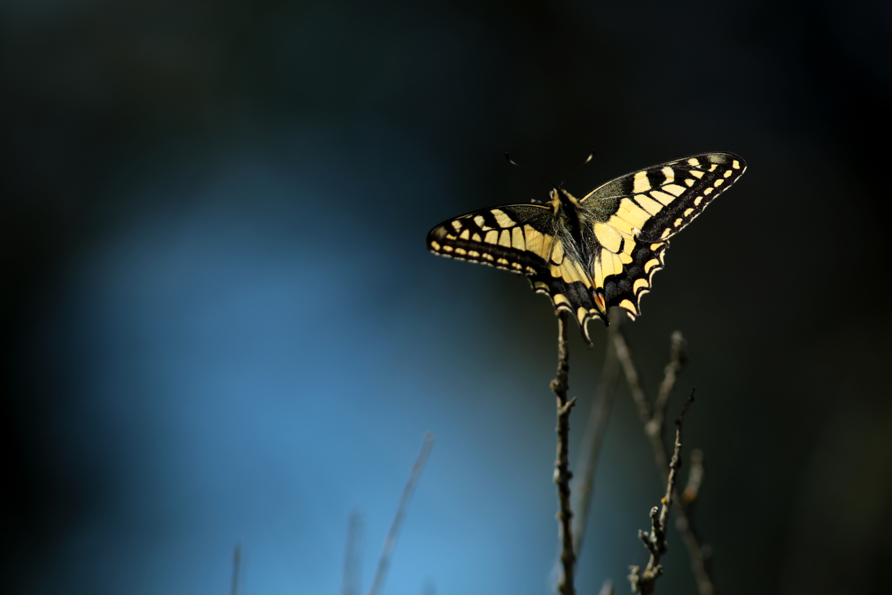 machaon dans la lumiere