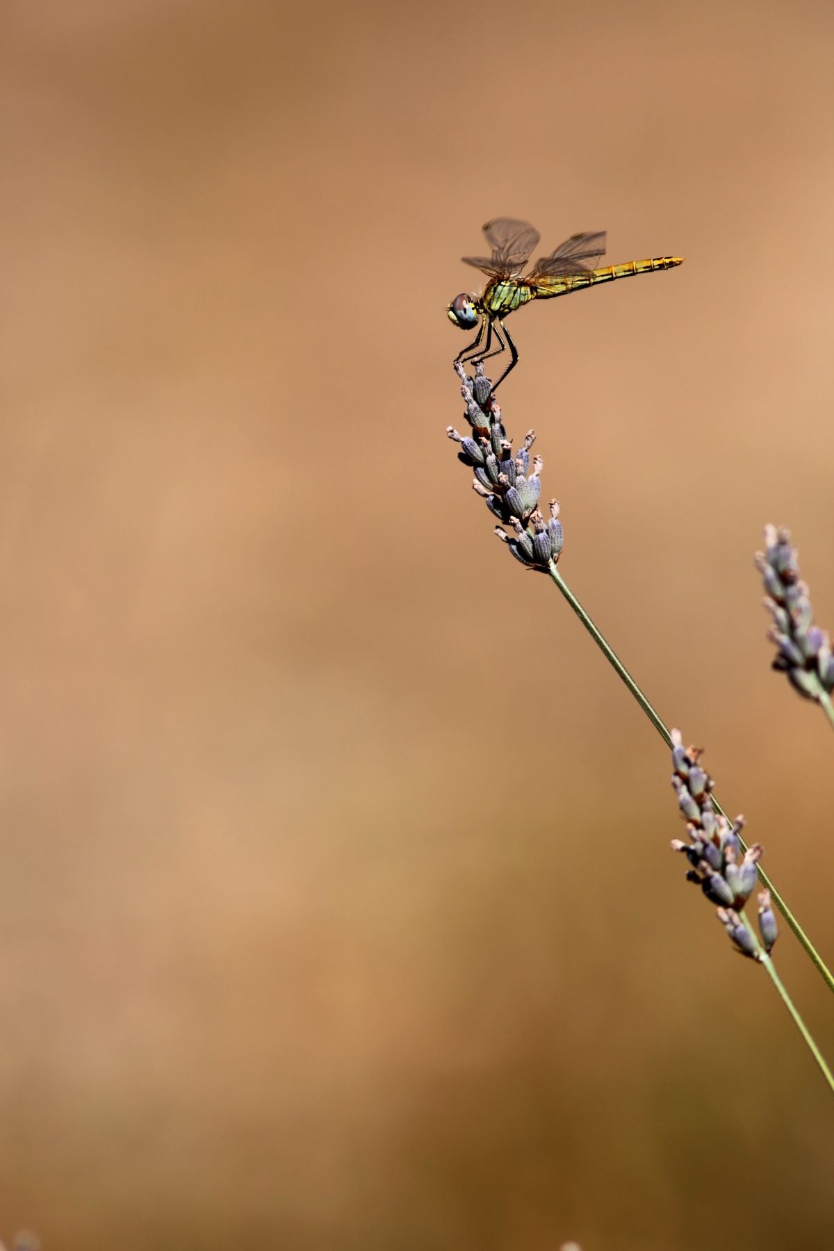 sympetrum fonscolombii