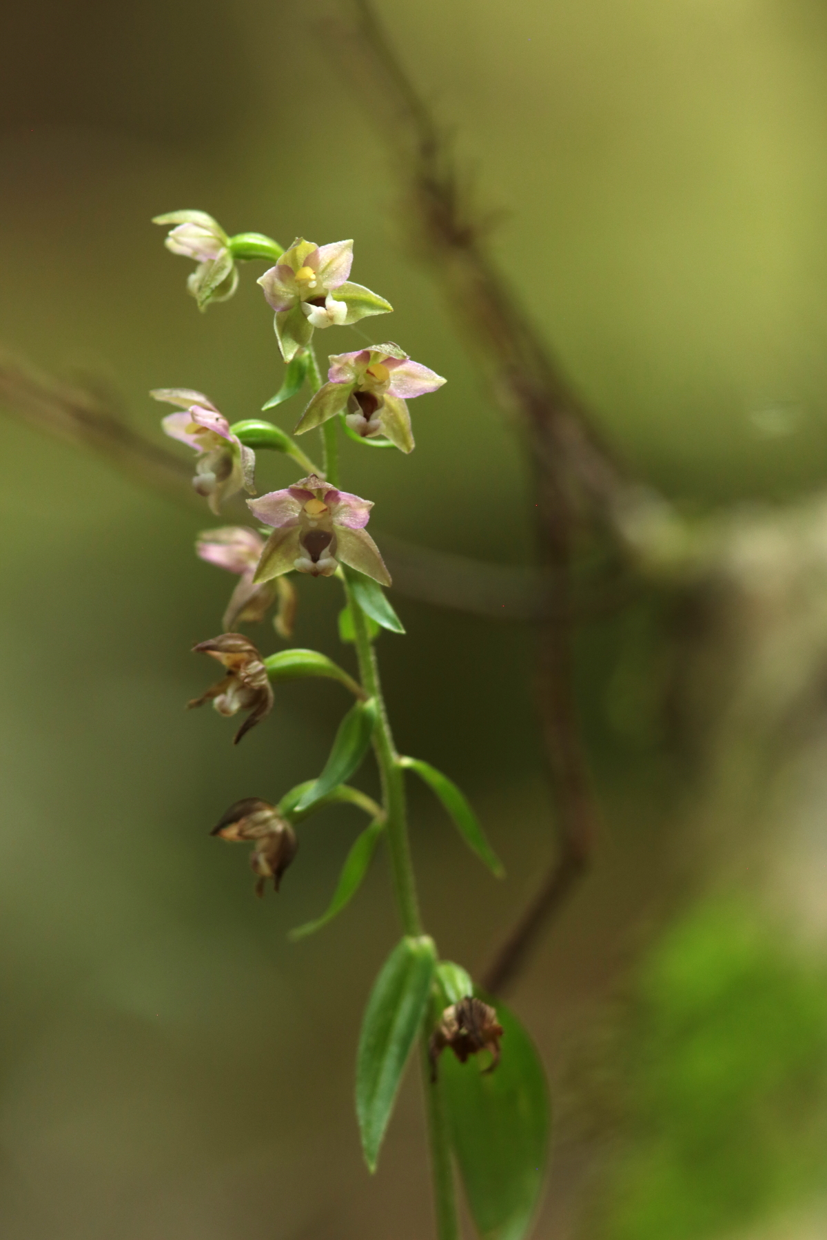 epipactis