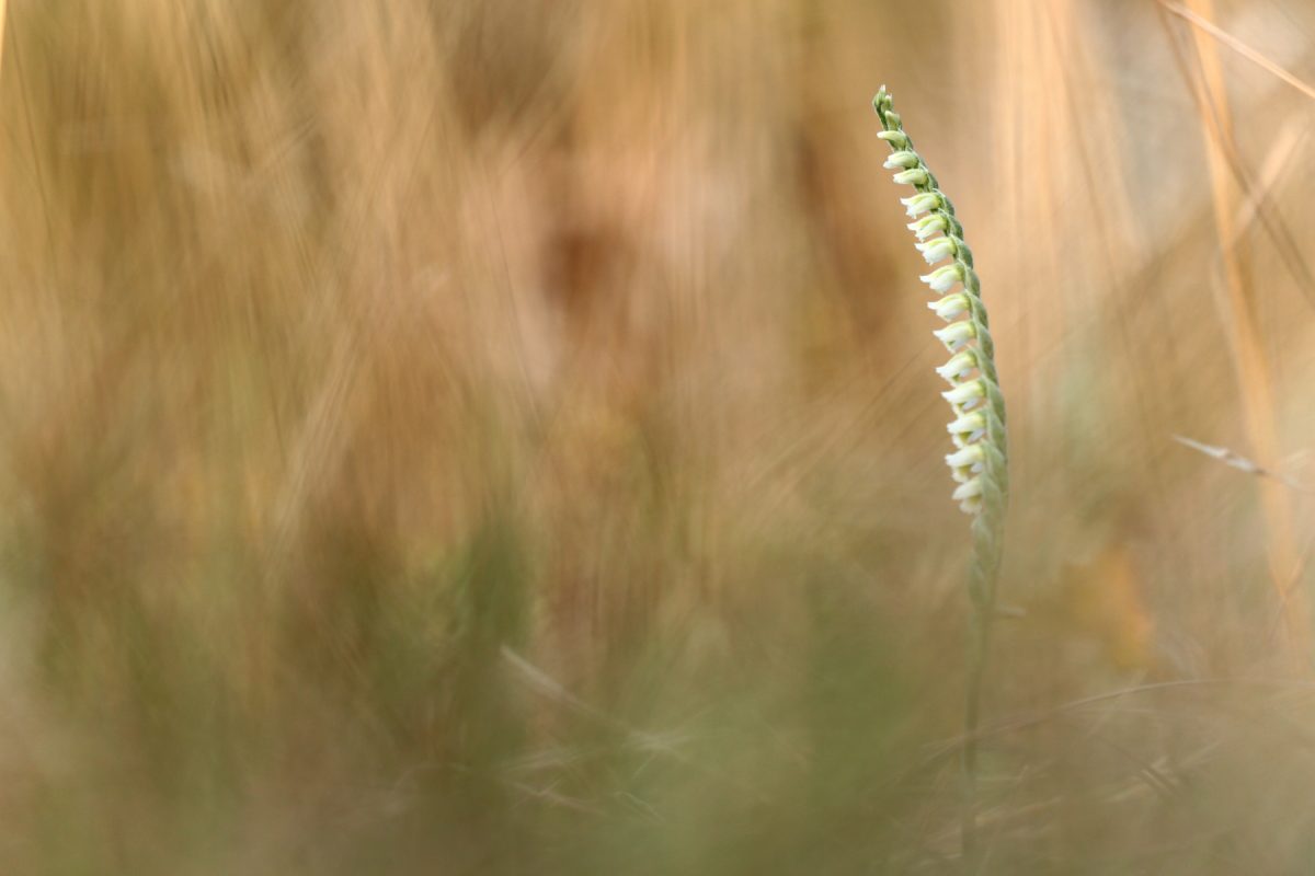 Spiranthe d'automne - Spiranthes spiralis - Autumn lady's-tresses