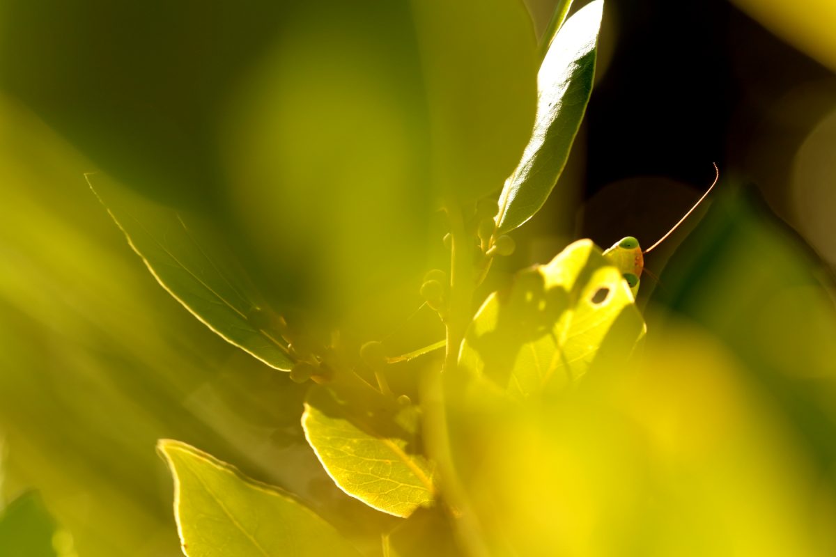 Mante religieuse - Mantis religiosa / Praying Mantis 